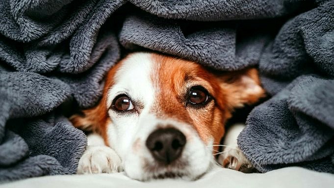 7 Beste Draadloze Hondenhekken Voor 2 Honden In 2022. Budgetvriendelijk