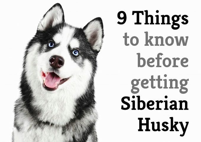 Are Huskies Hypoallergenic? Here's Everything You Need To Know!