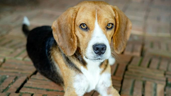 Kunnen Beagles Buiten Leven?