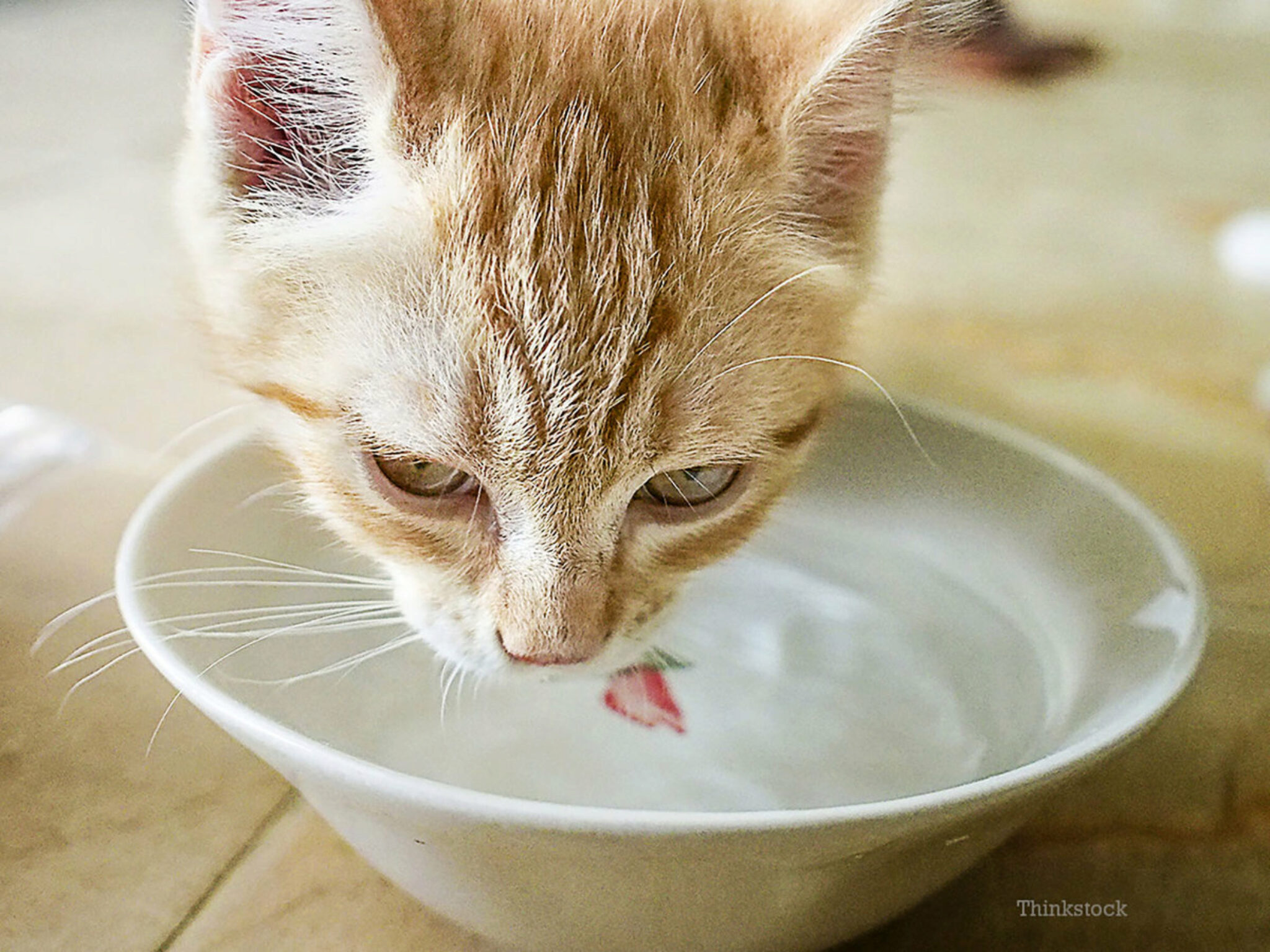 Wat Moet Je Doen Als Je Kat Plastic Eet?