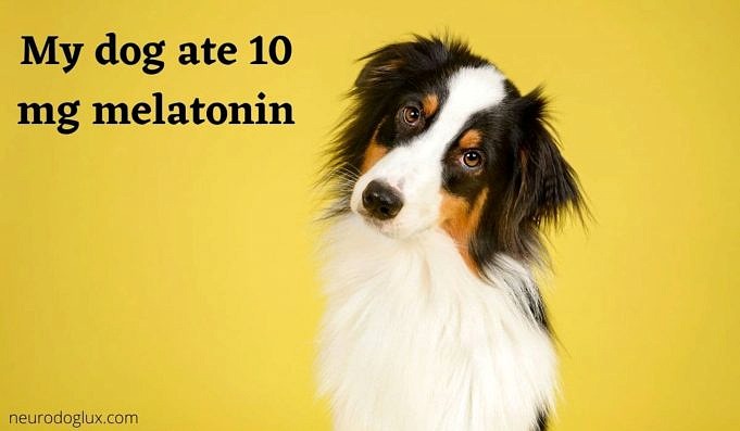 What Should You Do If Your Dog Ate Melatonin?